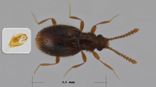 Scydmoraphes sp.